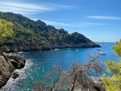 brown bare tree on rock formation beside sea during daytime