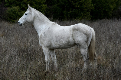 Les animaux emblématiques de la Camargue.
