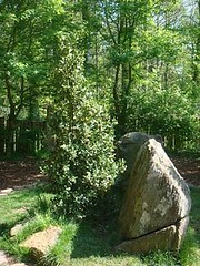 Forêts anciennes de France : plongée au cœur de la Brocéliande.