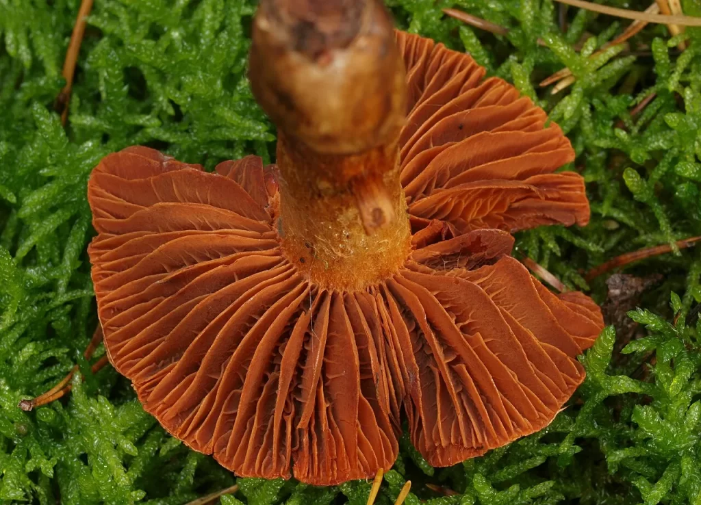 Dessous d'un cortinaire couleur de rocou posé sur la mousse : lames serrées orange rouille autour d'un pied roussâtre