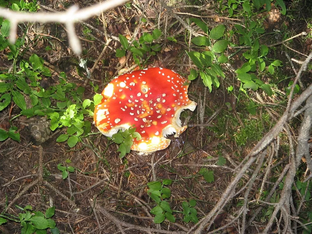 Chapeau rouge d'amanite tue-mouches à points blancs, entamé sur un bord, au milieu des aiguilles de résineux et des petites plantes dans l'Oisans