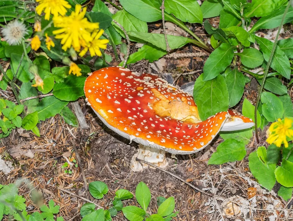 Amanite tue-mouches au chapeau rouge orangé couvert de flocons blancs, parmi les aiguilles et les plantes près du lac des Mines d'Or à Morzine