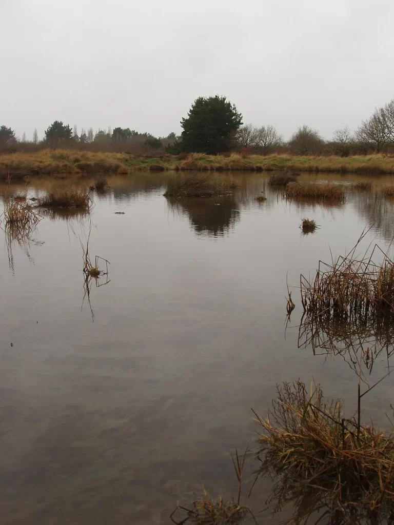 Bassin d'une ancienne saline en eau, bordé d'herbes sèches, sous un ciel gris d'hiver à Séné