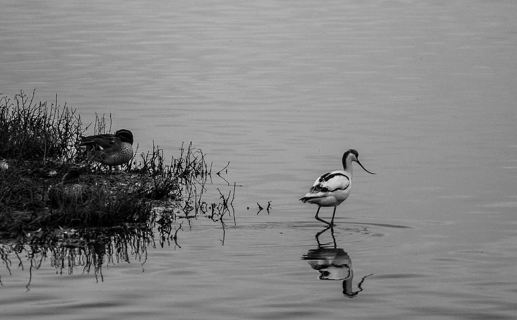 Avocette élégante marchant dans l'eau peu profonde, en noir et blanc, à côté de canards posés sur un îlot à la Réserve ornithologique du Teich