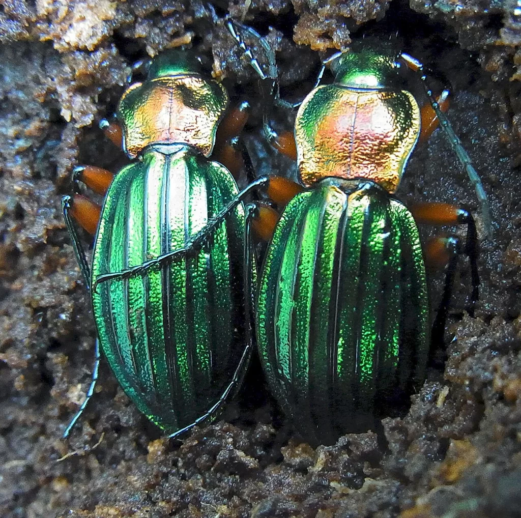 Deux carabes aux élytres vert métallique, au thorax cuivré et aux pattes rousses, dans le bois pourri d'un arbre mort en forêt de Tronçais