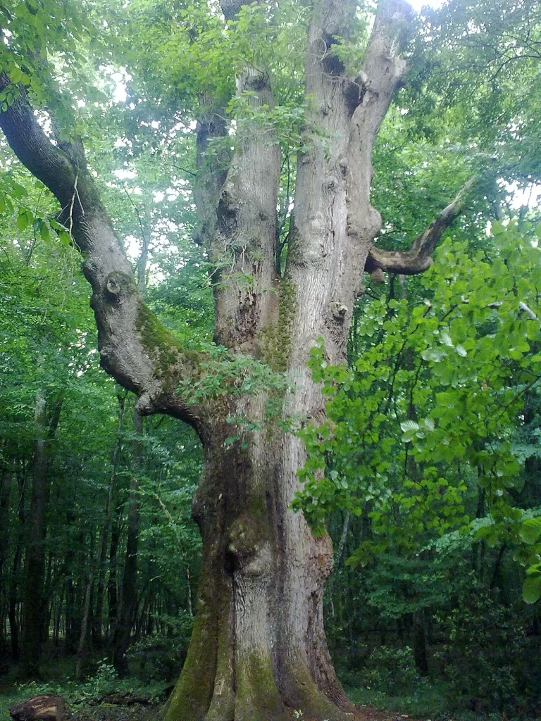 Tronc massif et moussu du chêne Sentinelle, en forêt de Tronçais, qui se divise en plusieurs grosses branches sous un feuillage vert
