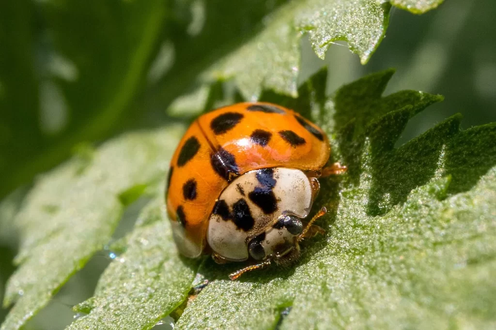 Coccinelle asiatique orange à points noirs sur une feuille, pronotum blanc marqué d'un M noir bien visible, à Monchecourt dans le Nord