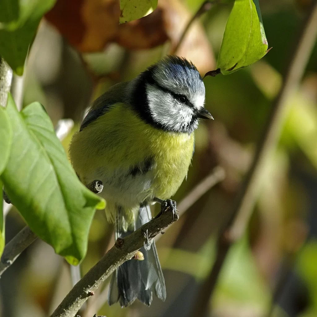 Mésange bleue de face sur une branche feuillue, calotte bleue, trait noir à travers l'œil et ventre jaune, à Thésée dans le Loir-et-Cher