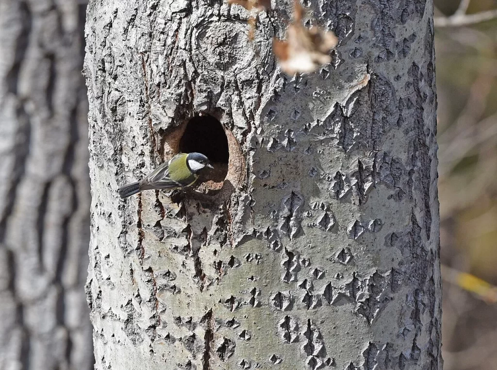 Mésange charbonnière sortant la tête d'une cavité ronde creusée dans un tronc à l'écorce claire