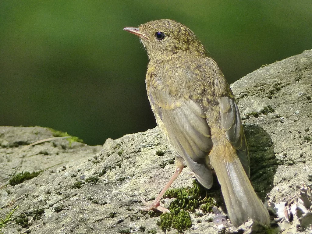 Jeune rougegorge au plumage brun moucheté de chamois, sans plastron orange, posé sur un rocher moussu en Ariège