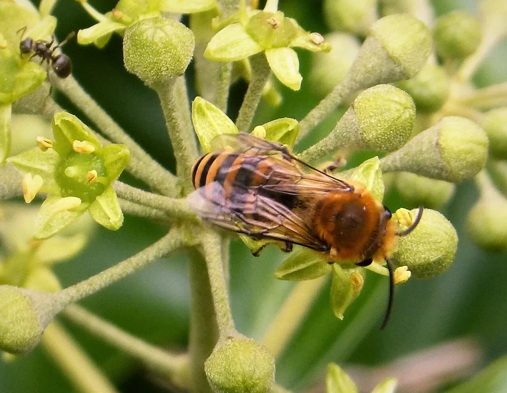Trois abeilles collètes du lierre butinant les premières fleurs vertes d'un lierre, début septembre