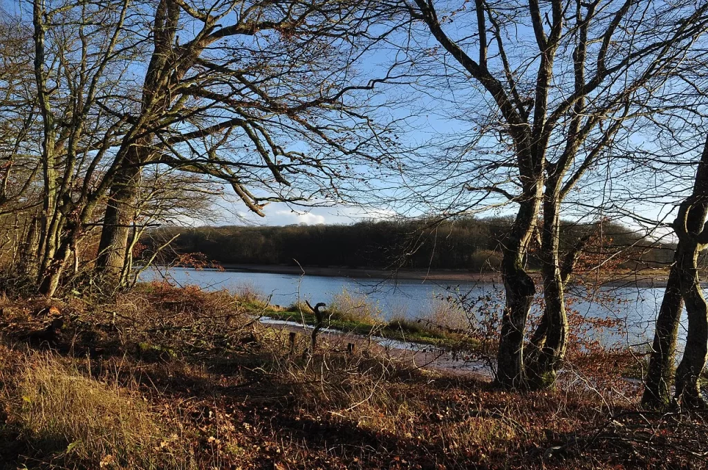 L'étang de Pirot en fin d'après-midi d'hiver, eau calme et lisière de forêt de Tronçais à l'horizon
