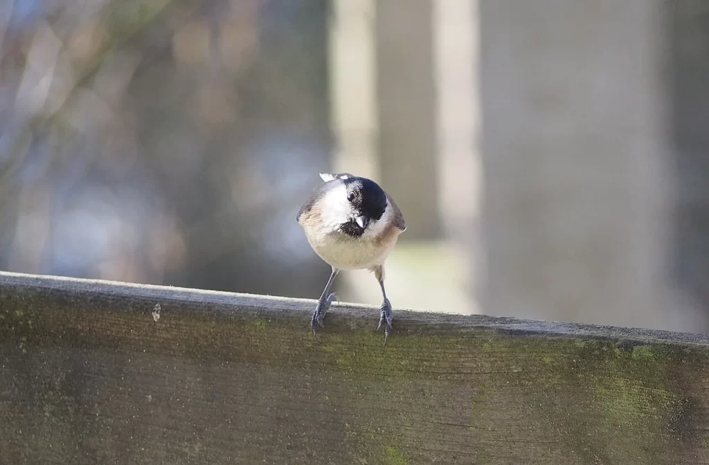Mésange nonnette posée sur une rambarde en bois, calotte noire, petit menton noir et joues blanches, à Souleuvre-en-Bocage en Normandie