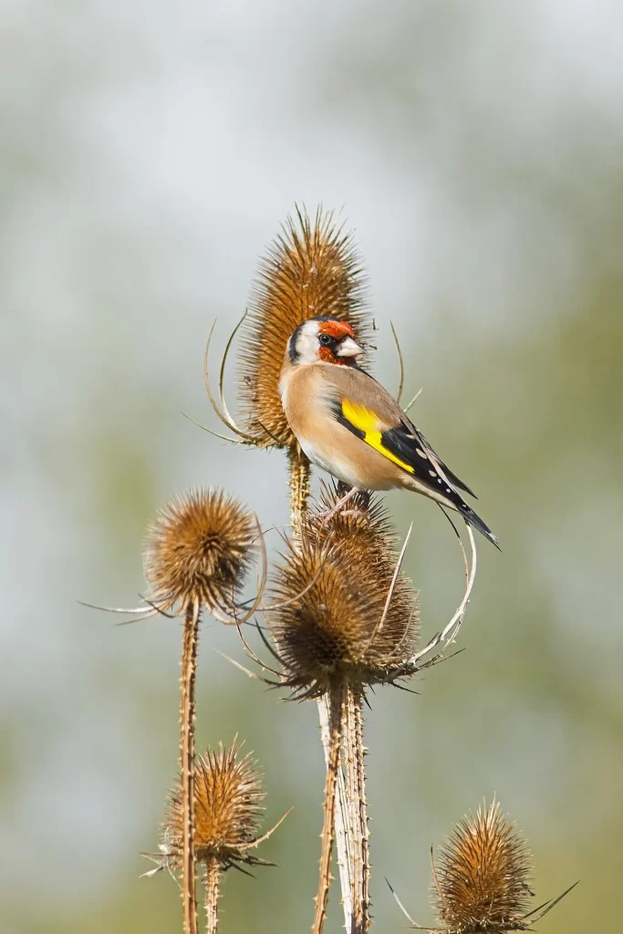 Chardonneret élégant perché sur une tête sèche de cardère, sur fond flou