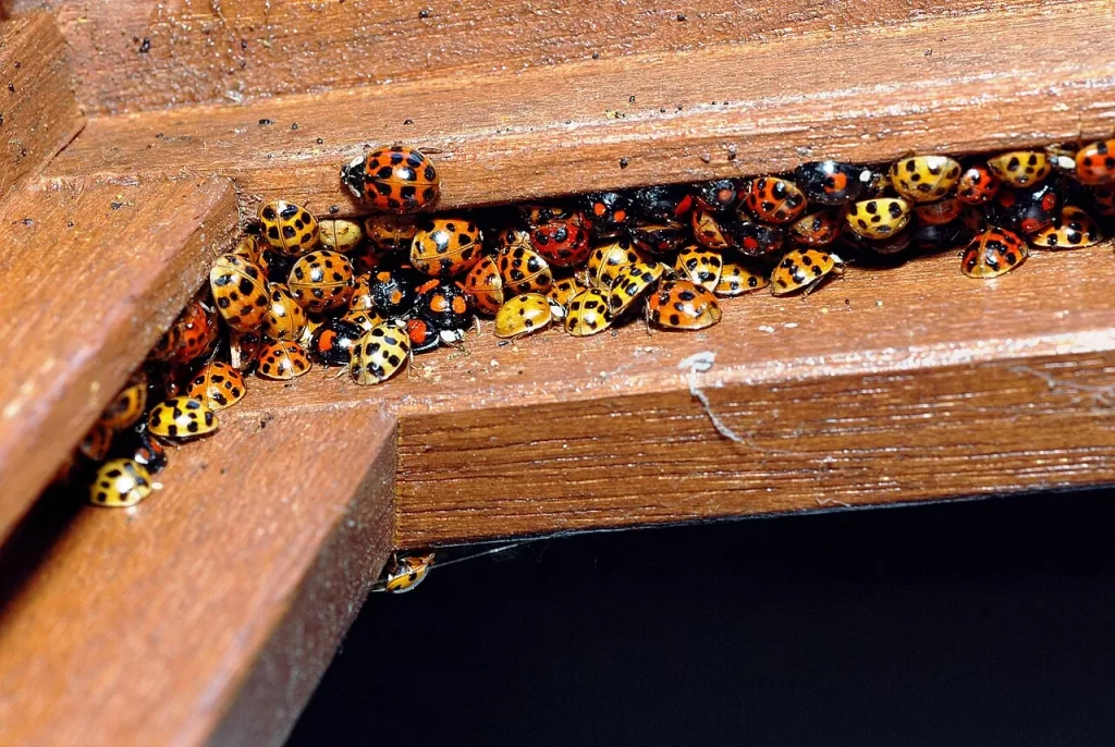Plusieurs dizaines de coccinelles asiatiques orange, rouges et noires serrées dans la feuillure d'un châssis de fenêtre en bois