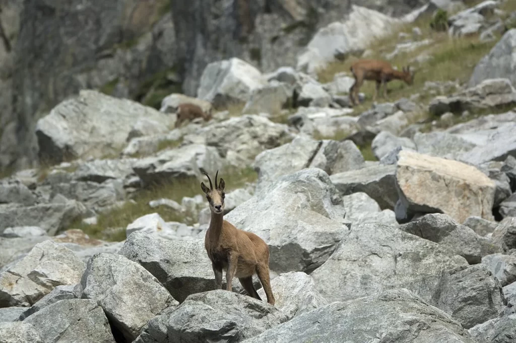 Trois isards parmi de gros blocs rocheux près du lac Bleu d'Ilhéou, dans les Hautes-Pyrénées