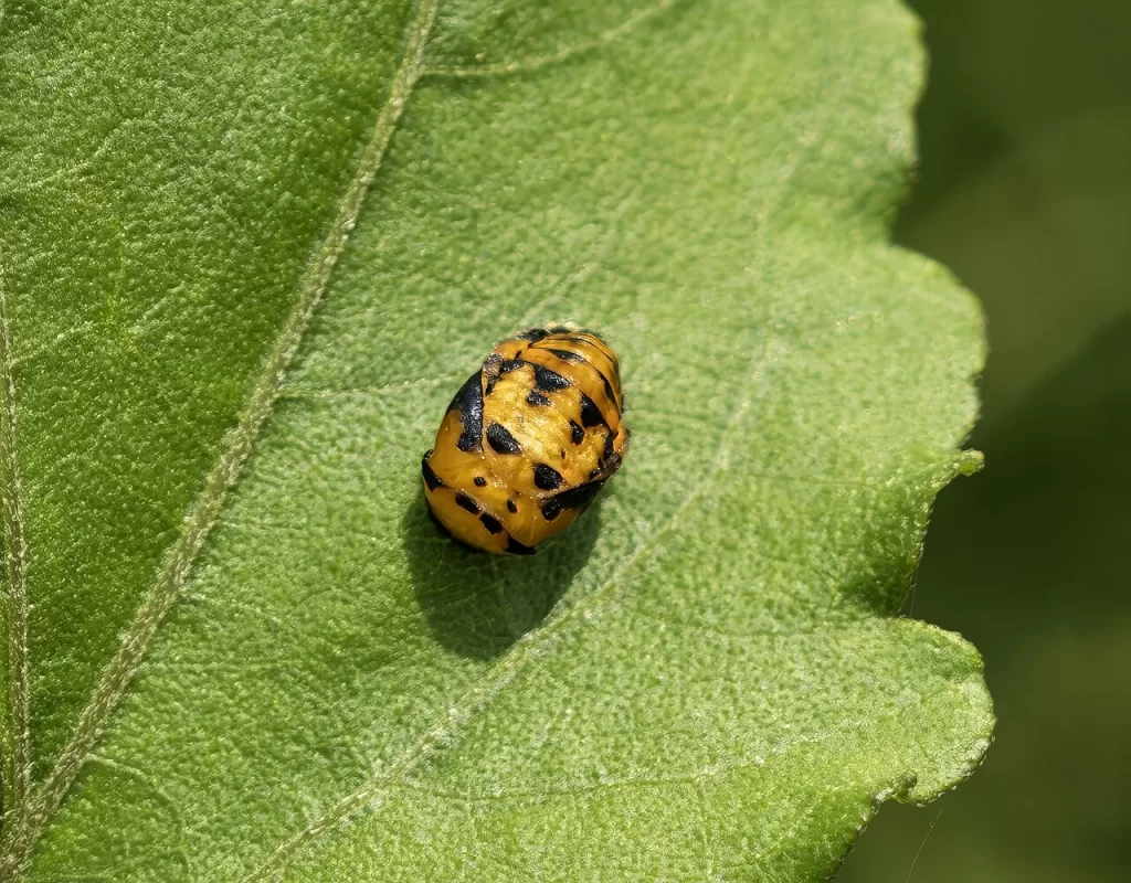 Nymphe orange tachée de noir de coccinelle à sept points fixée sur une feuille verte, à Fronton en Haute-Garonne