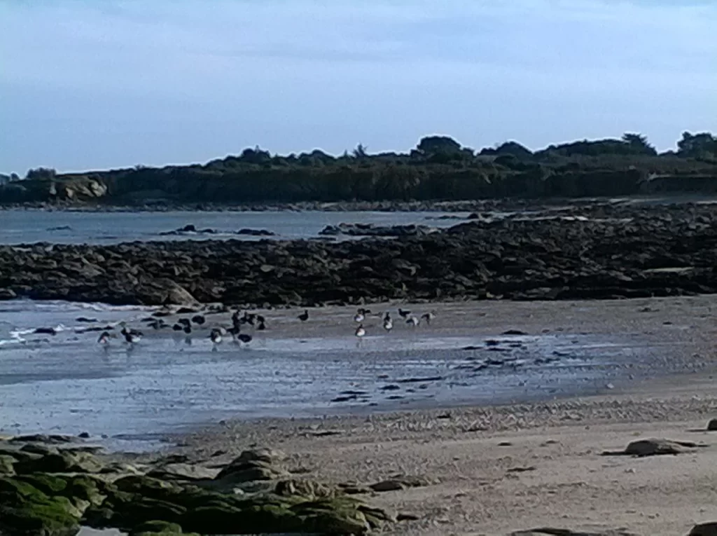 Groupe de bernaches cravant posées sur l'estran mouillé de Saint-Julien, à Quiberon, devant une côte rocheuse