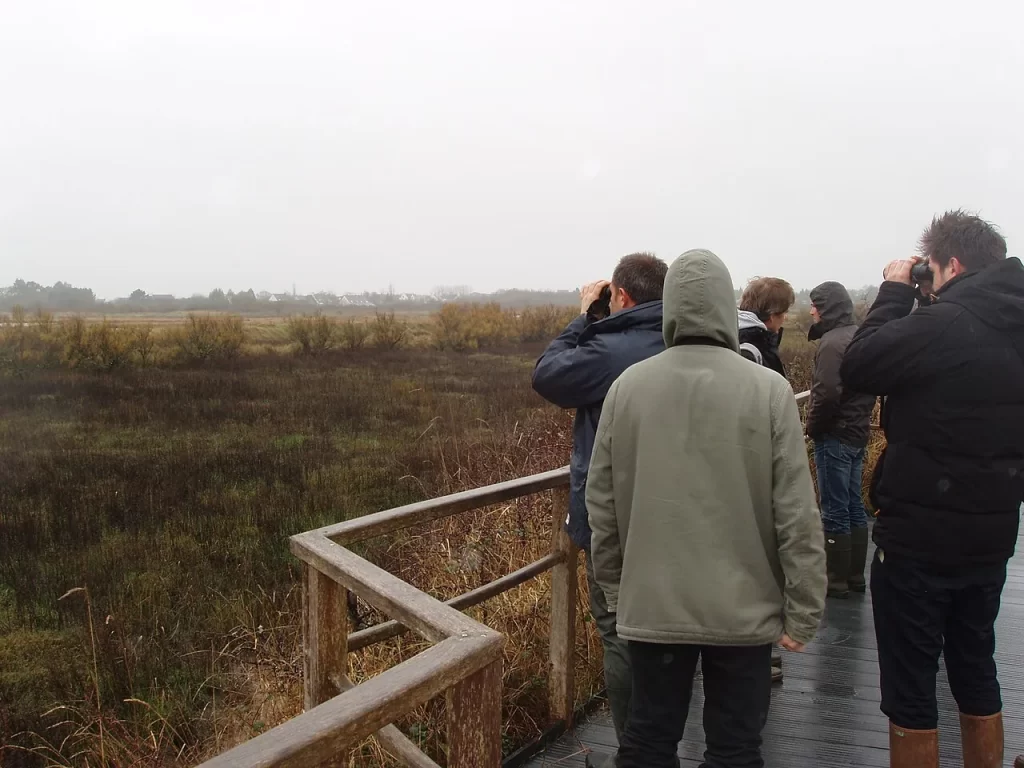 Groupe d'observateurs aux jumelles sur une plateforme en bois face aux marais de Séné, un jour gris d'hiver