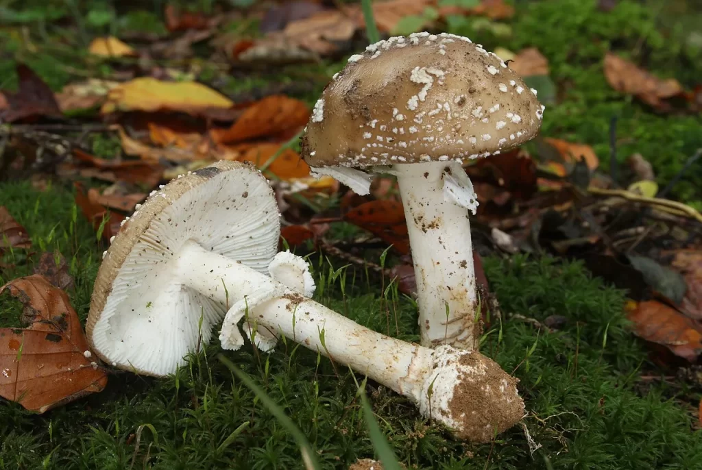 Deux amanites panthères sur la mousse parmi des feuilles mortes : chapeau brun semé de flocons blancs, lames et pied blancs, base du pied en bulbe