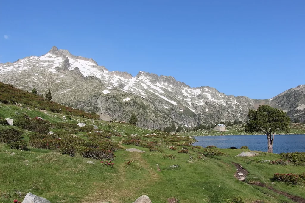 Lac d'Aumar au bord d'un sentier fleuri de rhododendrons, avec le pic du Néouvielle et ses névés derrière, et un pin à crochets isolé