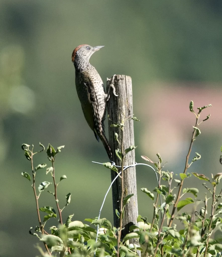 Jeune pic vert au plumage gris-vert moucheté de sombre, agrippé à un piquet de bois