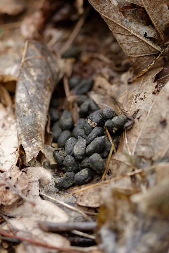 Petit tas de crottes de chevreuil noires, en forme de noyau d'olive, entre des feuilles mortes d'un sous-bois du Puy-de-Dôme