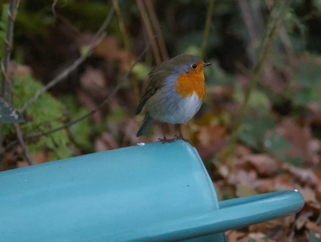 Rougegorge posé sur un arrosoir bleu couché dans un jardin, feuilles mortes et ronces à l'arrière-plan