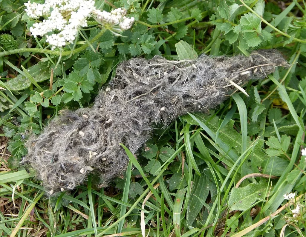 Crotte de renard grise, faite presque entièrement de poils, effilée à un bout, posée dans l'herbe d'une pelouse calcaire de l'Oxfordshire