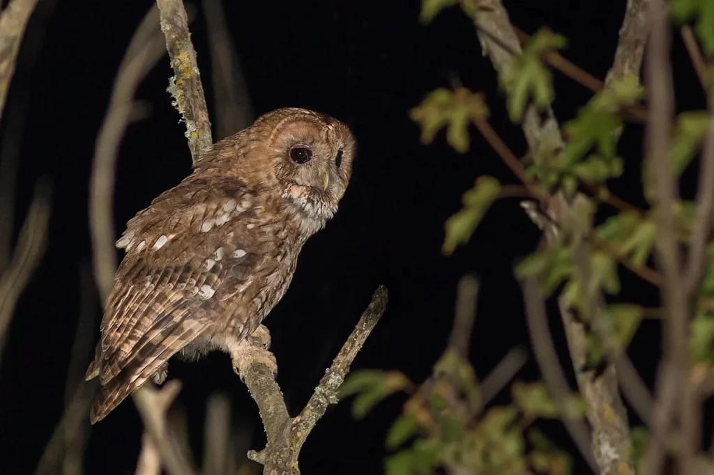 Chouette hulotte de forme rousse perchée de nuit sur une branche fine, de profil, l'œil noir tourné vers l'objectif