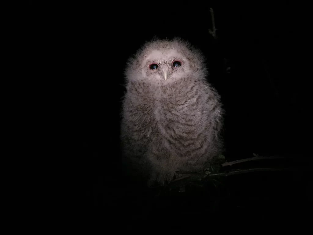 Jeune chouette hulotte couverte de duvet gris rayé, posée de nuit sur une branche dans l'Aveyron