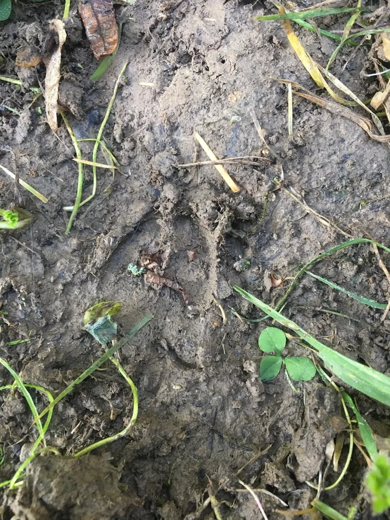 Empreinte de sanglier dans la terre humide d'un chemin de la forêt de Mormal, dans le Nord