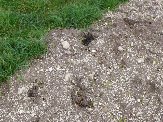 Latrine de blaireau : petits trous creusés dans un sol caillouteux en bordure d'herbe, certains remplis de crottes sombres, dans le Dorset