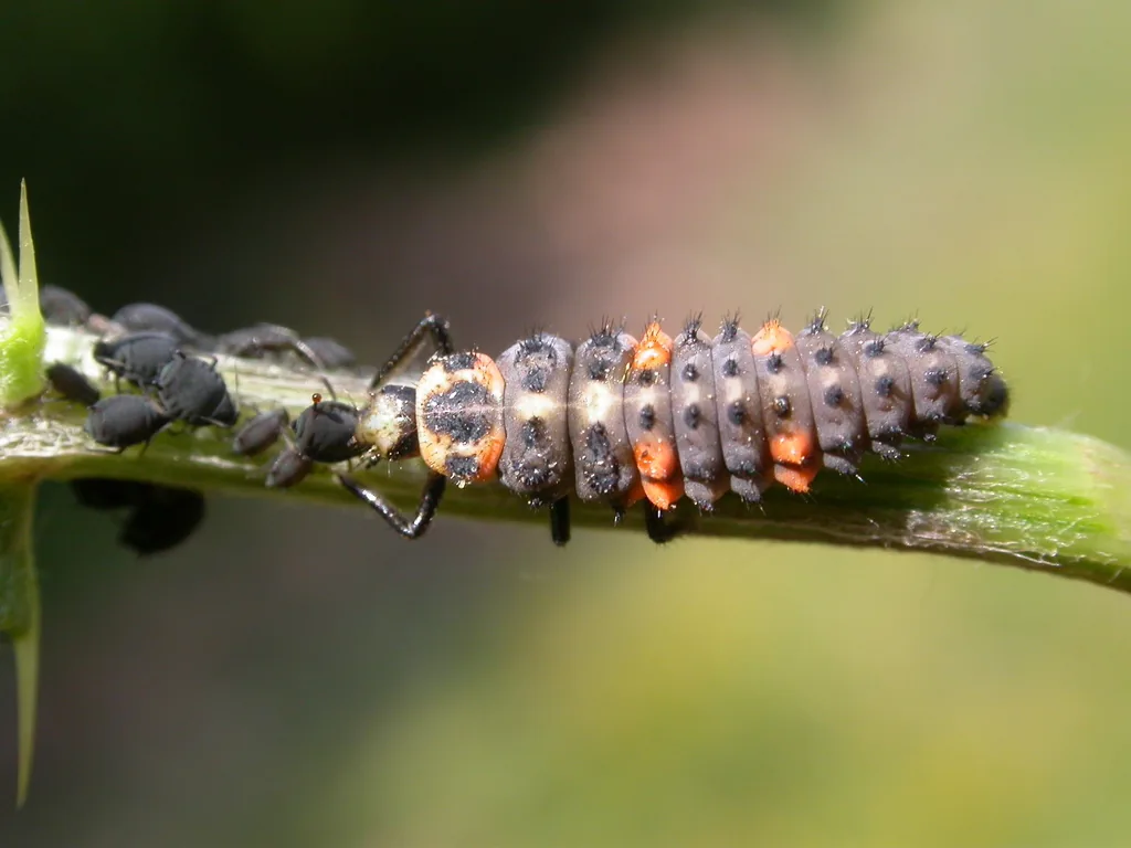 Larve de coccinelle à sept points, grise à taches orange, en train de dévorer des pucerons noirs sur une tige