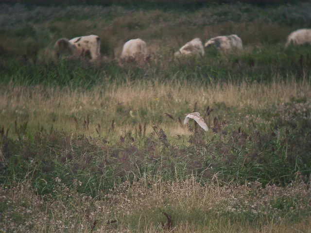 Effraie des clochers chassant en vol bas au-dessus d'un marais herbeux du Norfolk, en Angleterre