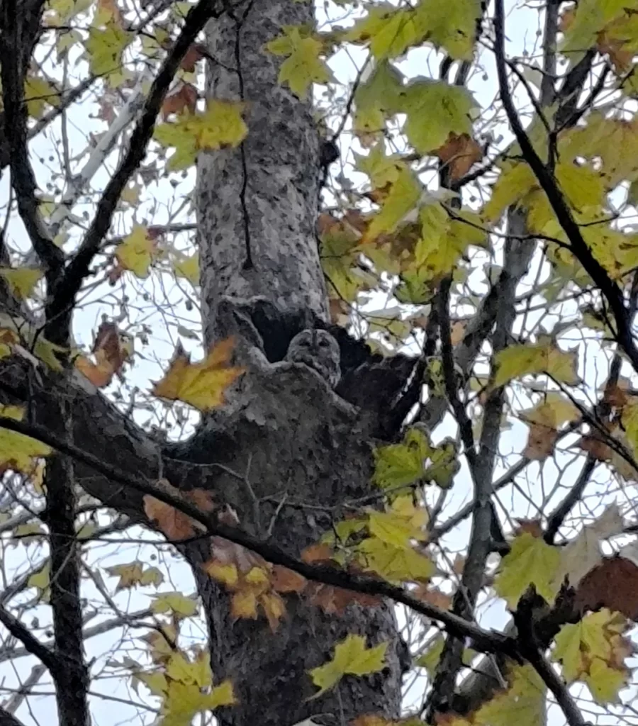 Chouette hulotte à demi cachée dans la cavité d'un tronc, parmi des feuilles d'érable jaunies en automne