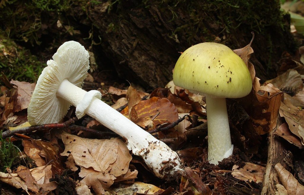 Deux amanites phalloïdes dans les feuilles mortes : l'une couchée montre ses lames blanches, son anneau et la base renflée du