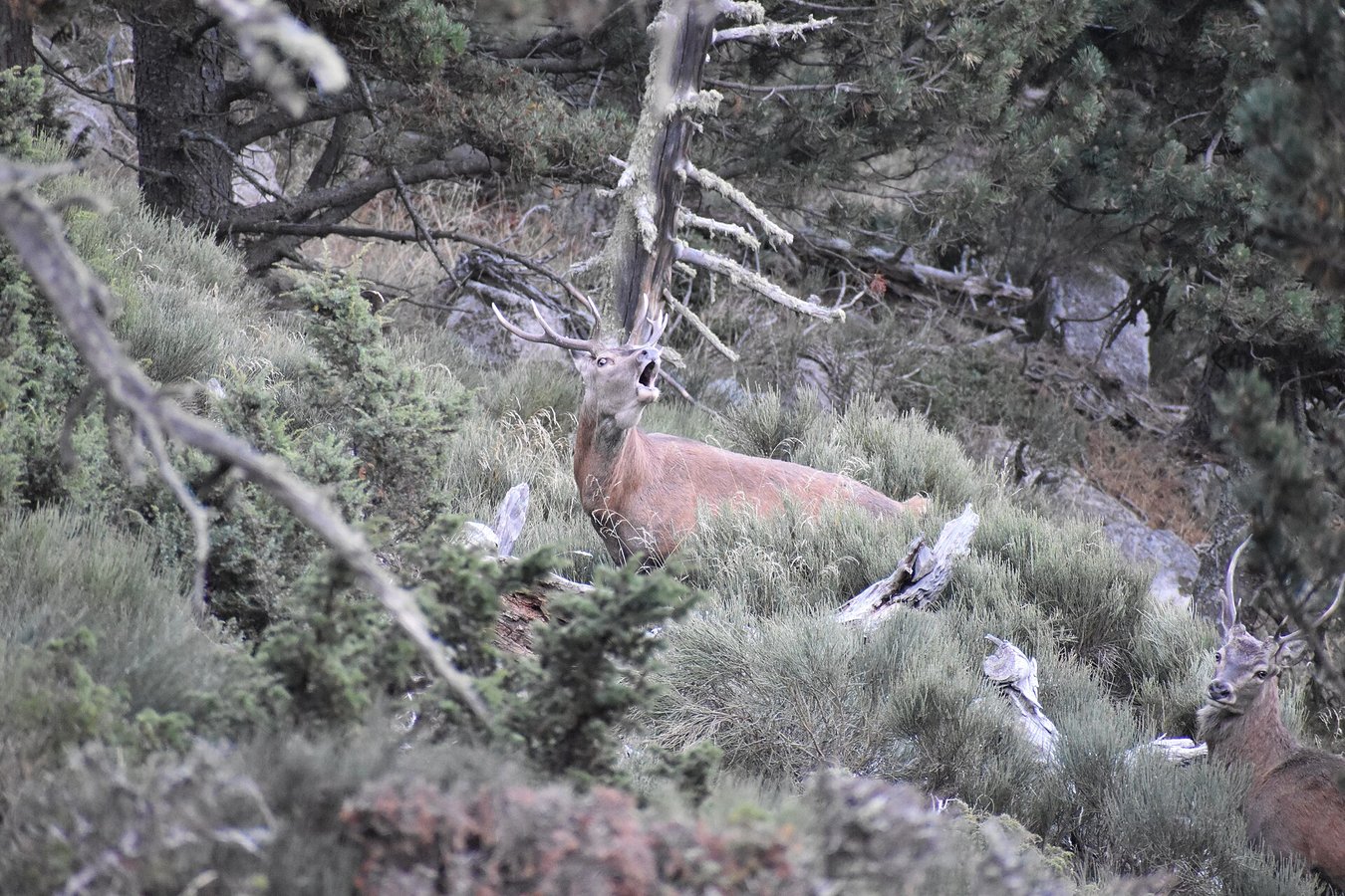 Cerf élaphe en forêt domaniale de Coume de Lègue pendant le brame