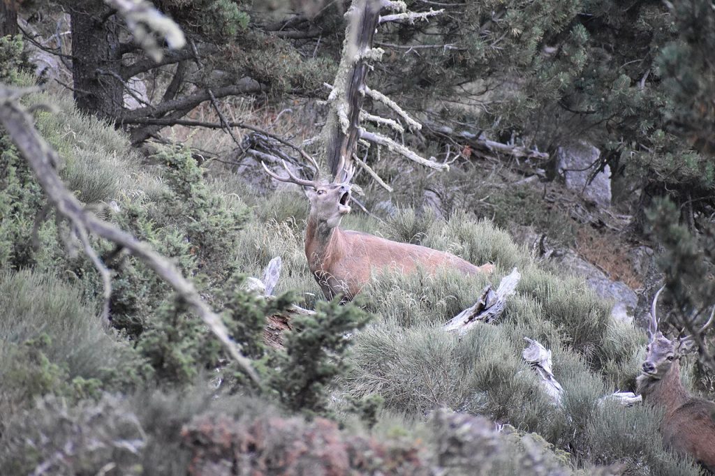 Cerf élaphe bramant, tête levée et gueule ouverte, sur un versant de pins et de genêts en forêt domaniale de Coume de Lègue,