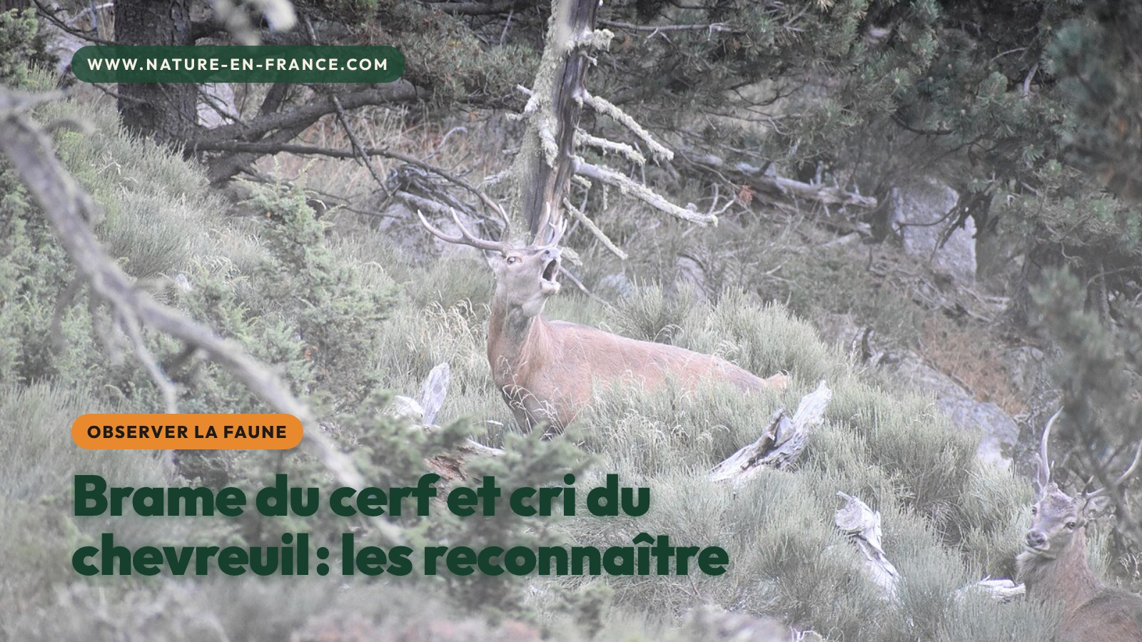 Brame du cerf et cri du chevreuil : les entendre et les reconnaître
