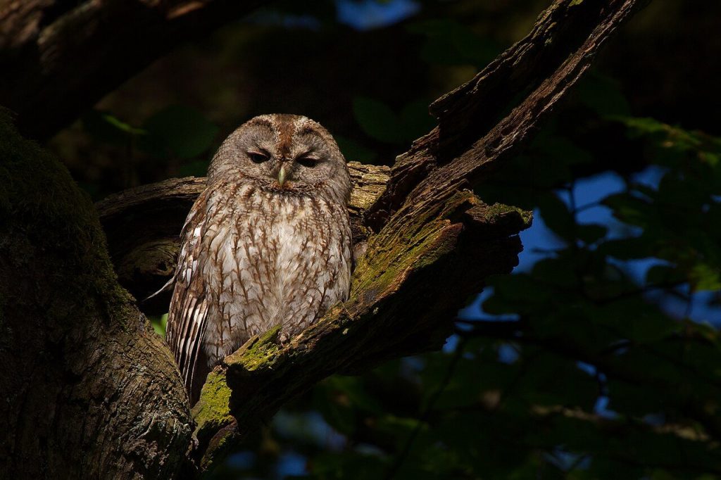 Chouette hulotte adulte au plumage gris-brun posée dans la fourche d'un vieil arbre moussu, yeux mi-clos, en Allemagne