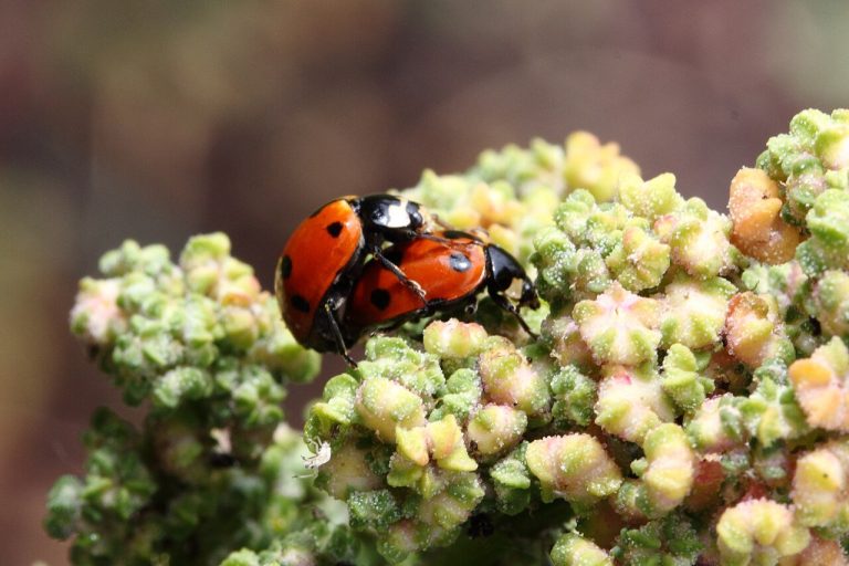 La coccinelle : ce qu’elle mange, sa larve, son hivernage
