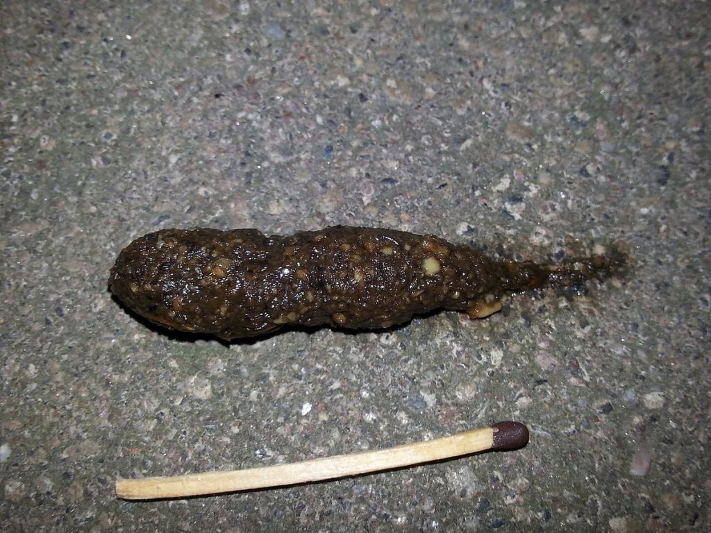 Crotte de hérisson sombre et granuleuse, en forme de petit cylindre, sur une dalle, à côté d'une allumette pour l'échelle