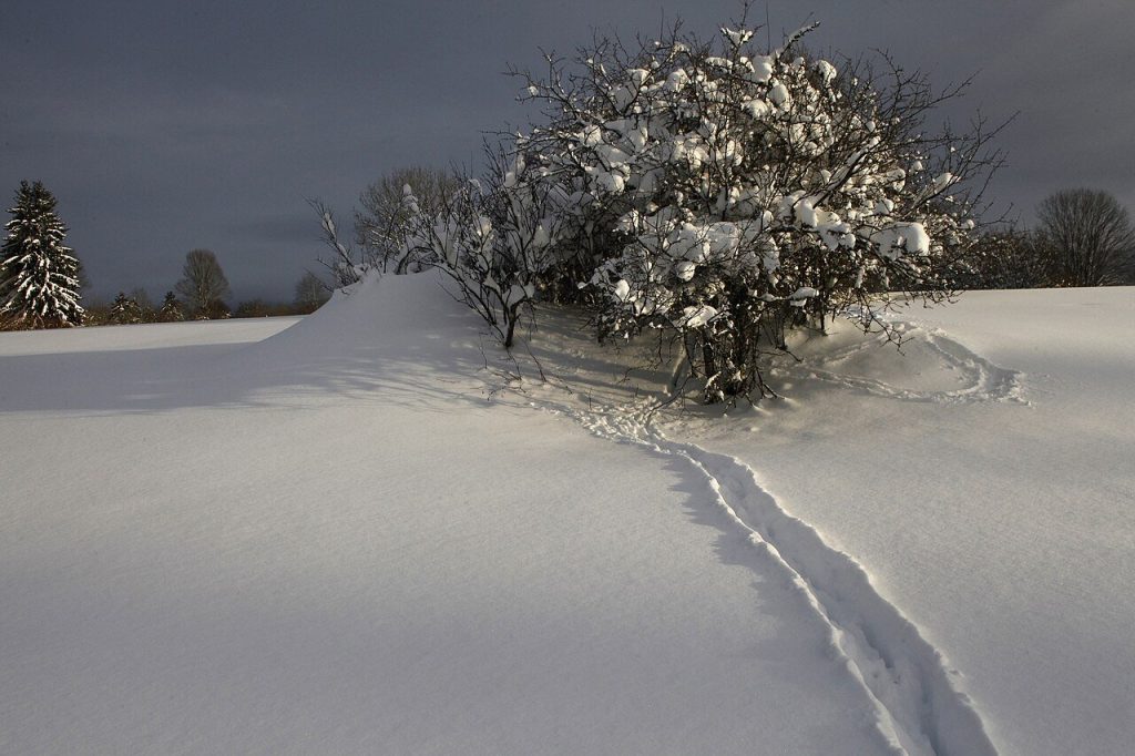 Traces de chevreuil dans la neige, à Rochejean dans le Doubs