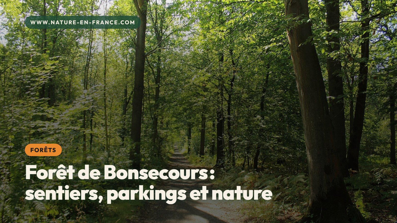 Forêt domaniale de Bonsecours : sentiers, accès et nature