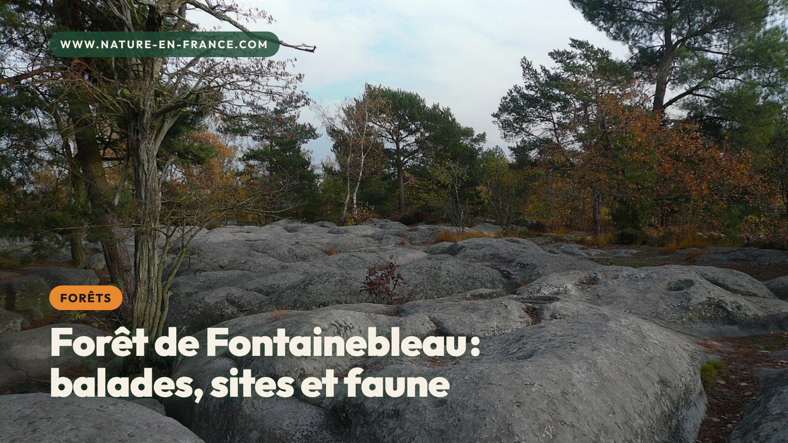Forêt de Fontainebleau : balades, sites à voir et faune