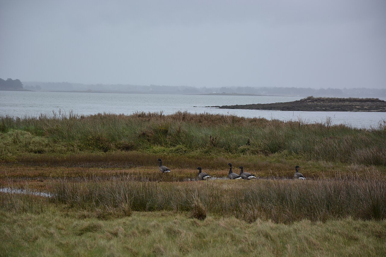 Petit groupe de bernaches cravants dans l'herbe d'un pré salé de l'île d'Ilur, avec le golfe du Morbihan en arrière-plan