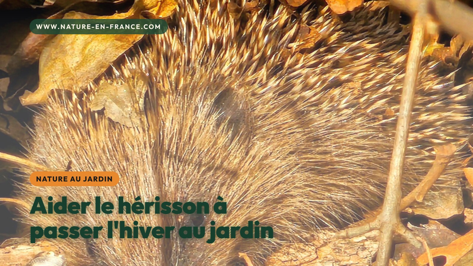 Aider le hérisson à passer l’hiver au jardin : abri, nourriture, dangers