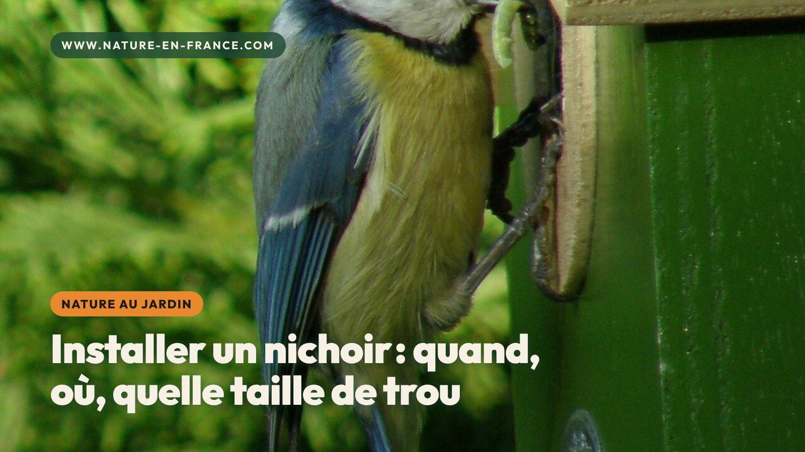Installer un nichoir pour les oiseaux : quand, où, quelle taille de trou