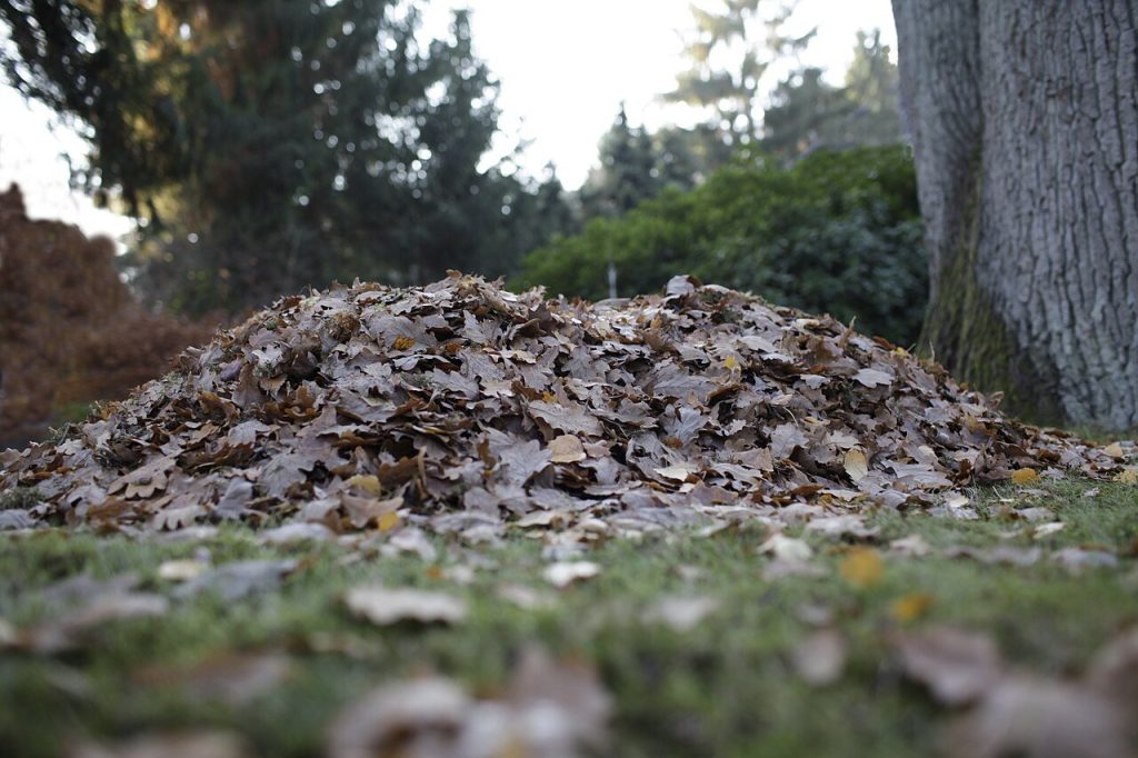 Feuilles mortes, tas de bois : un jardin d’automne pour la faune